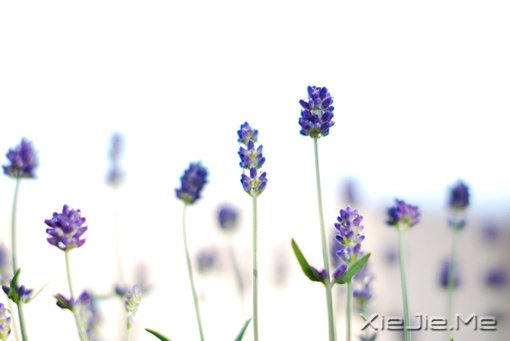 12697135268506ɫWhiteɫ޹²flowerlavender졢ʢ_