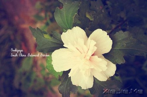 ǽKcՈ΢Цһֱǰ (8)