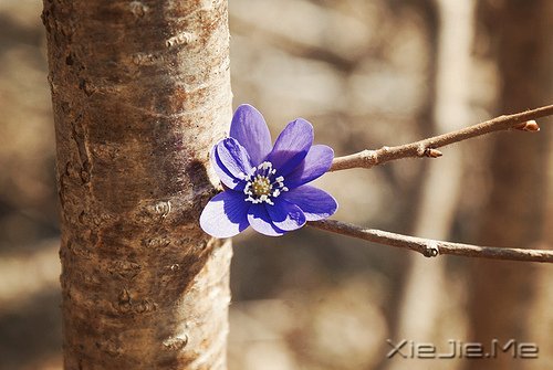 Zʰ· (2)