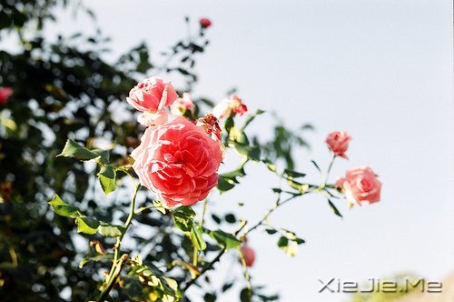 Zʰ· (7)