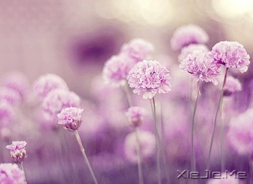 Zʰ· (9)