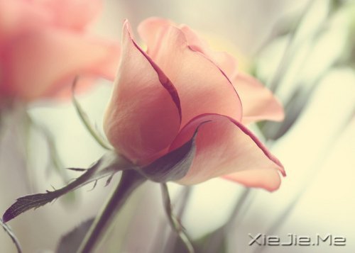 Z΢ЦȥȴõԼ (2)