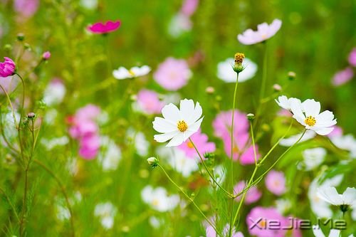 簲ZֻҪM (4)