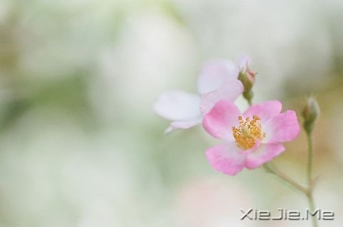 簲Zֻн(jng)ƽo@o挍(sh) (8)